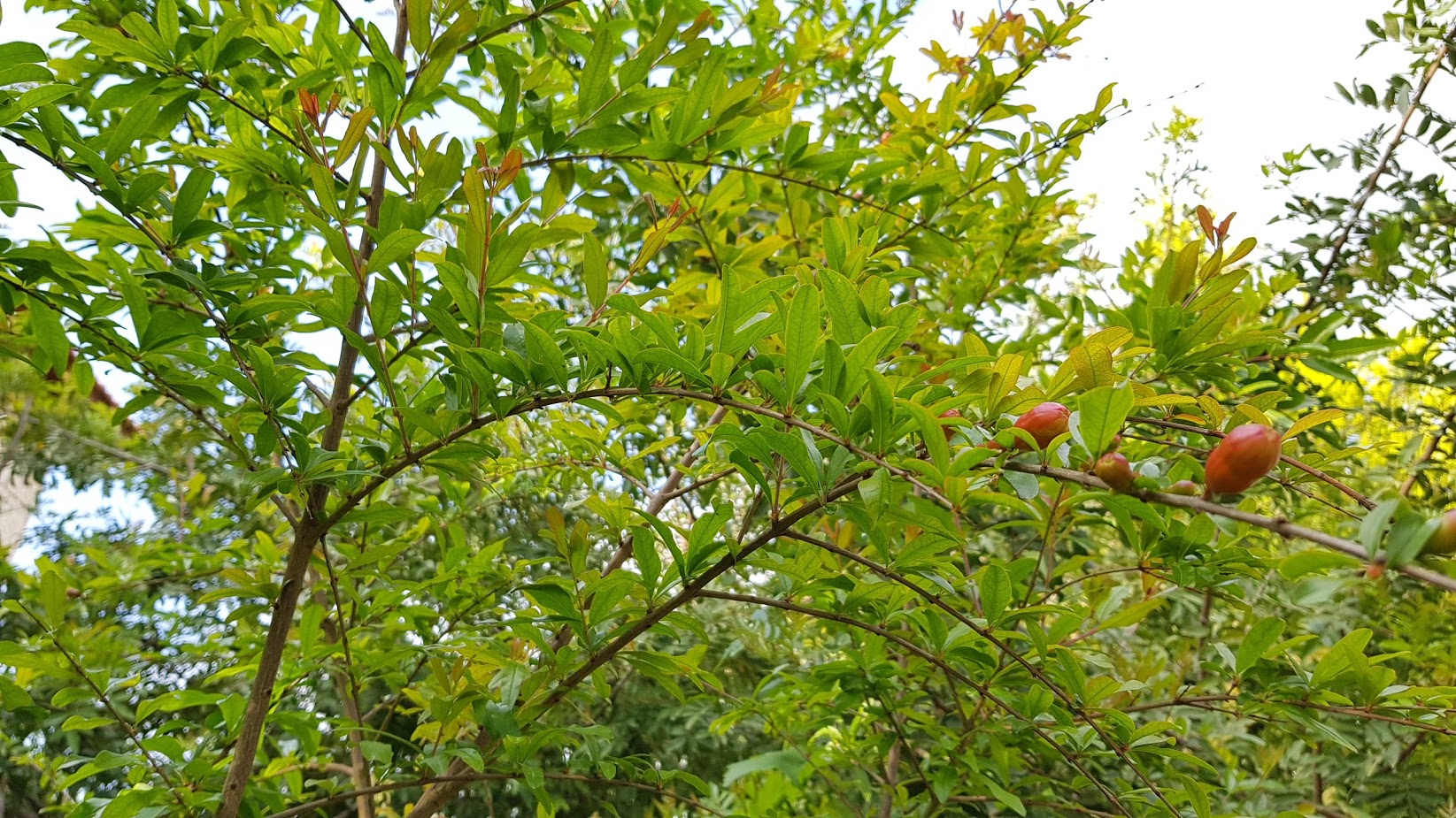 הניגון שבגינון