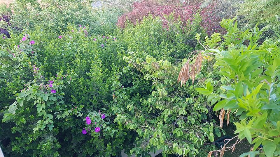 גדר חיה זה לא במבוק